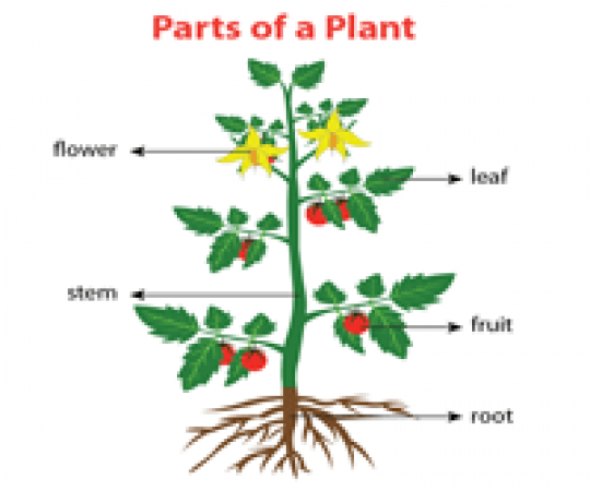 Parts Of Plant - Play Sliding Puzzles Online at ProProfs.